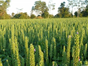 Champ de Chia bio céréale antioxydante naturelle