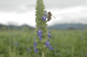 Le chia bio une céréale ancienne à découvrir